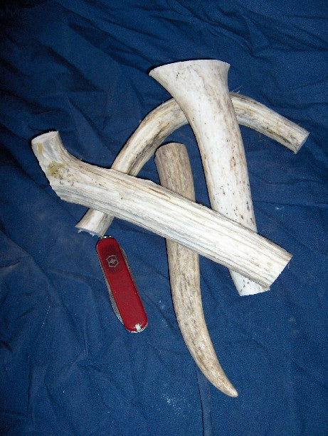 Elk Antlers