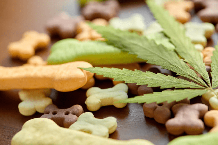 CBD/HEMP