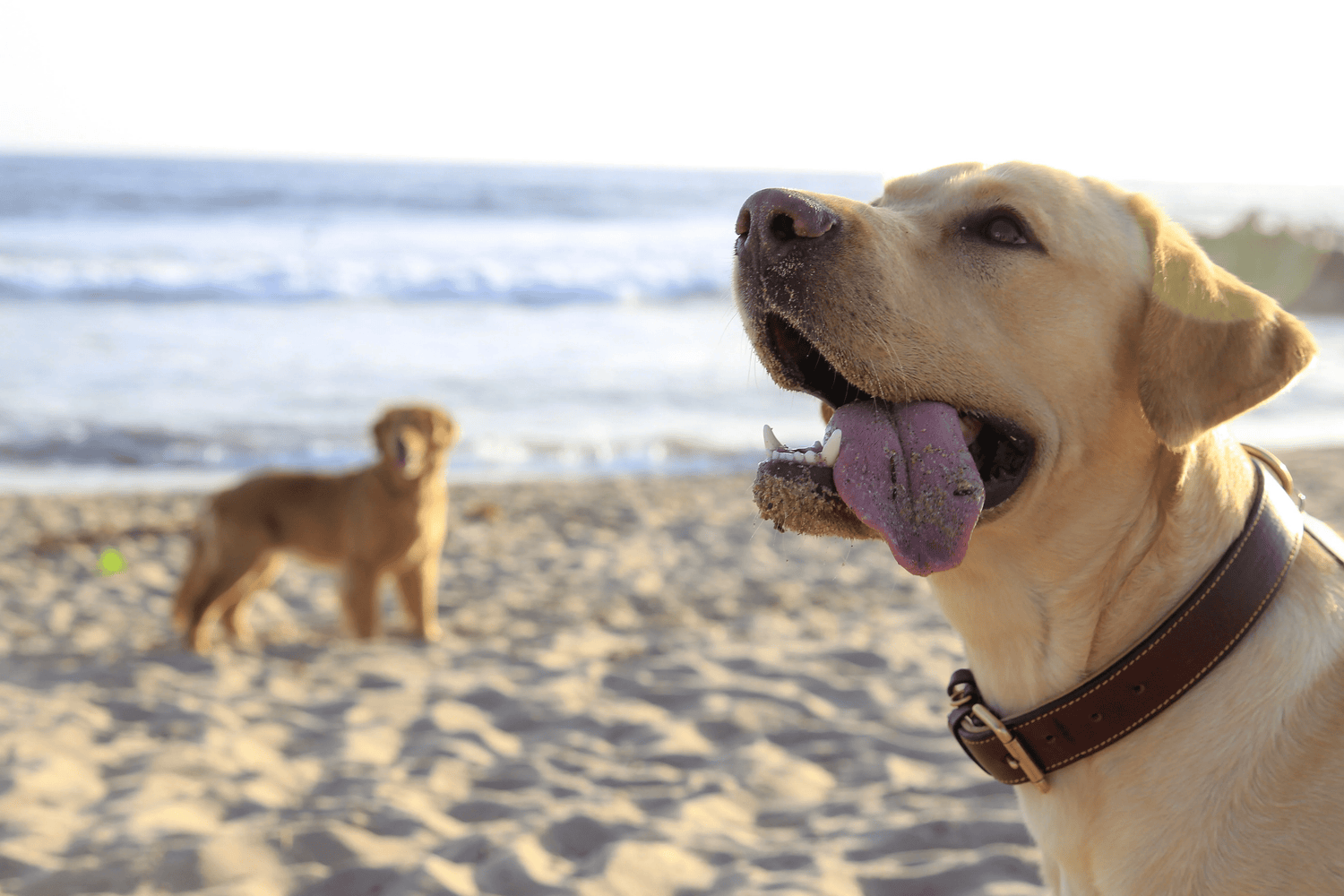 Treats