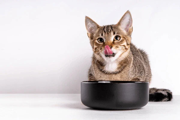 Cat Food