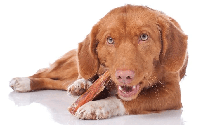 Bone & Chews